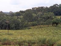 Native vegetation to agriculture